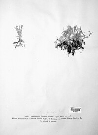 Cladonia furcata image